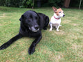 Pet Eulogies and Services